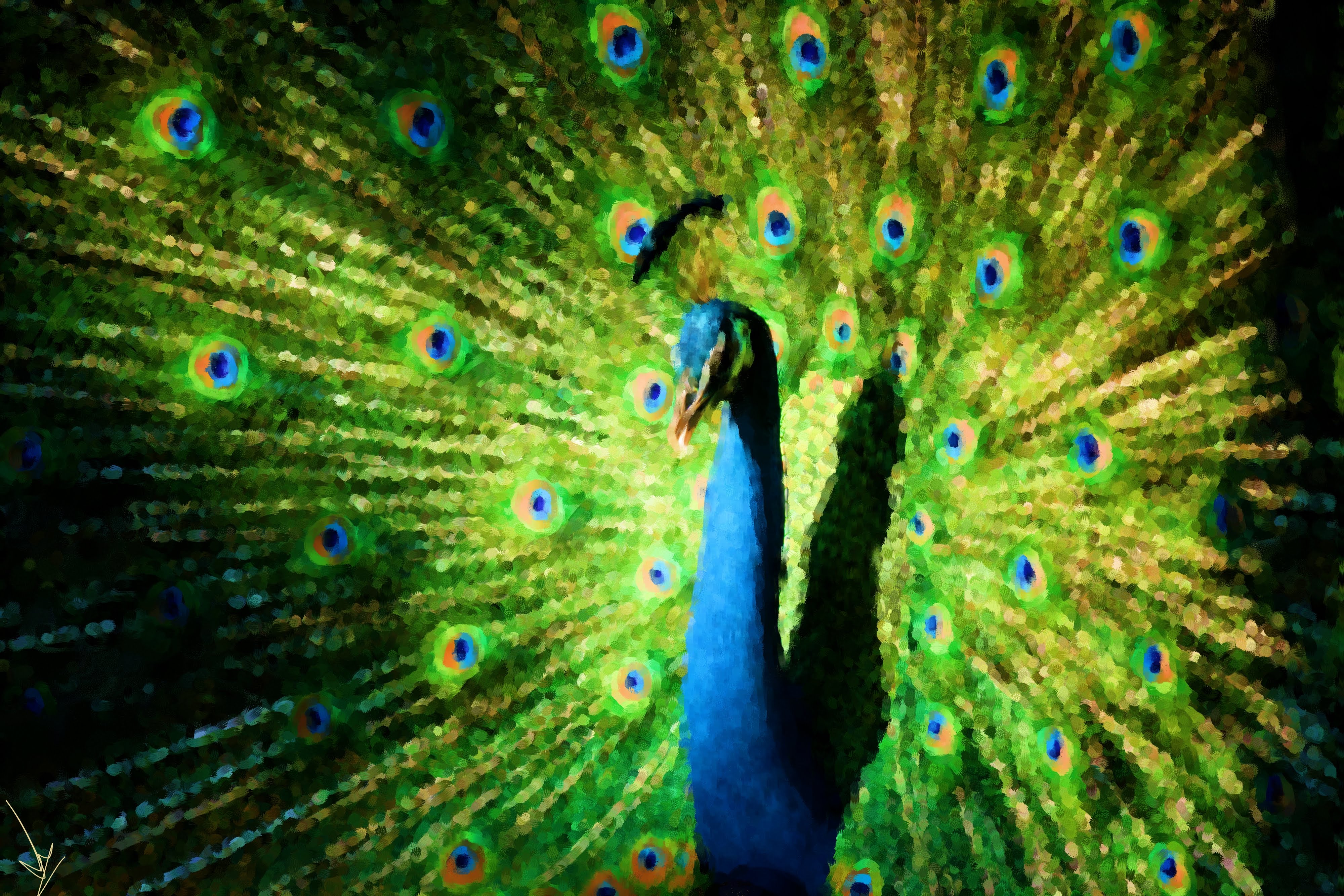 The Peacock